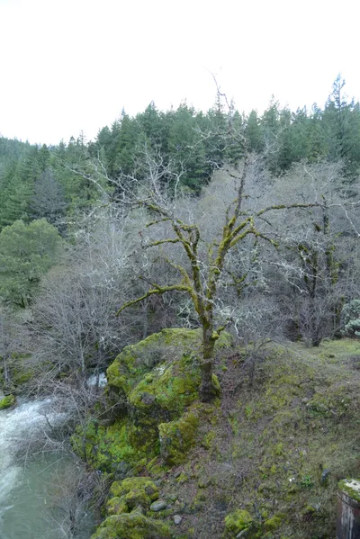 DSC_0950 (Large).JPG